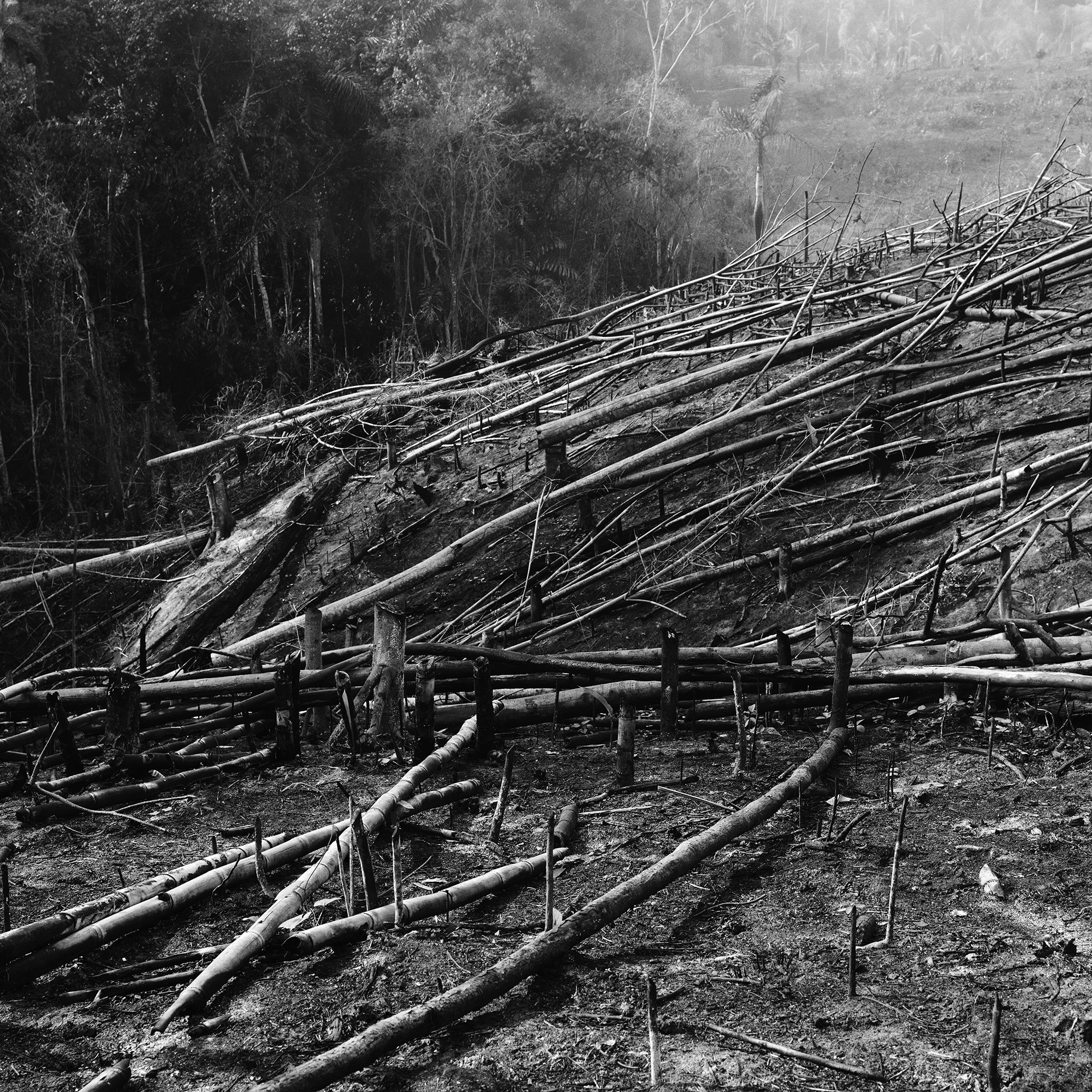 Brazils I Amazonia - 8